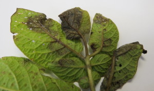 Cover photo for Potato Late Blight Found in Eastern North Carolina