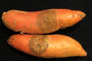 Cover photo for Section 18 Label Renewed in North Carolina for Use of Mertect Postharvest to Control Black Rot of Sweetpotato for Domestic Markets