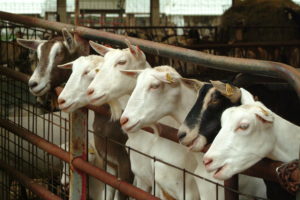 Cover photo for Situation of Dairy Goats in the World