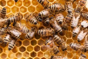 Cover photo for New 4-H Beekeeping Club Meeting CANCELLED