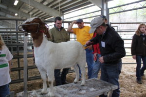 Cover photo for Showmanship Series Youth Fitting Clinic