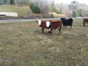 Cows on Pasture