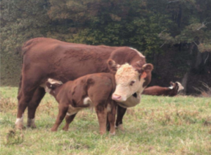Cover photo for Bovine Artificial Insemination Workshop