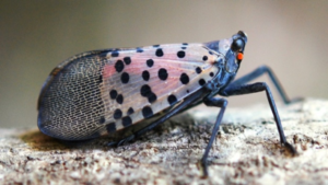 Spotted Lanternfly