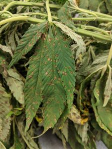 Cover photo for Plant Disease and Insect Clinic Resuming Regular Services for Hemp