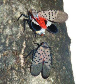 Lanternfly