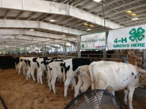 Cover photo for 4-H Beef Club Meeting