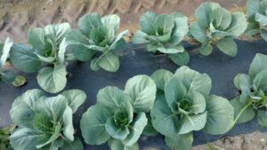 cabbage pic