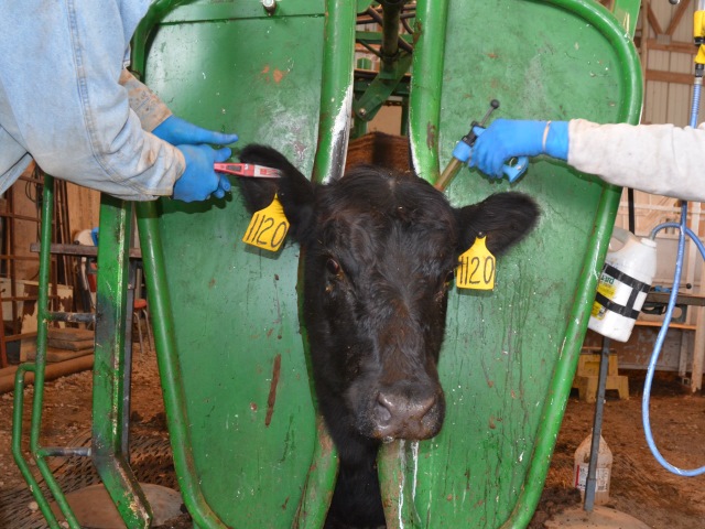 Cow being vaccinated