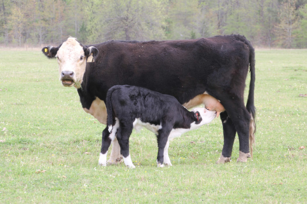 Calf nursing Cow