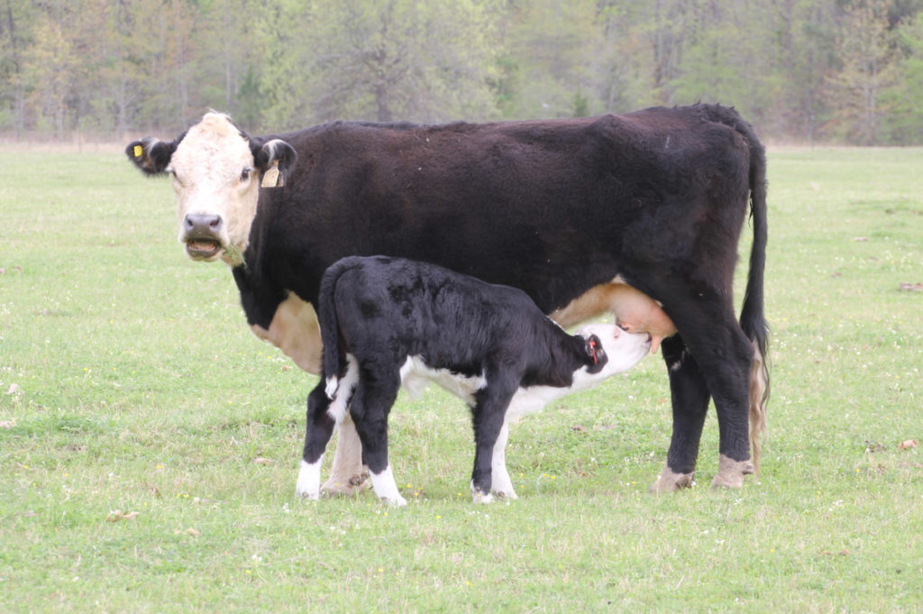 Cow and Calf