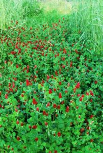 Cover photo for Benefits of Establishing a Fall Cover Crop for Vegetable Growers
