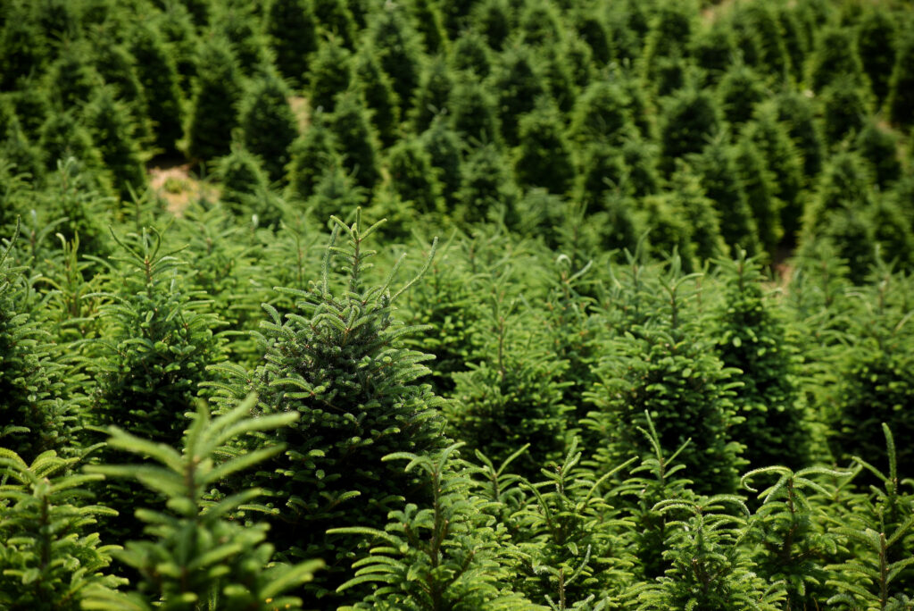 Image of Christmas tree farm in Watauga County NC.