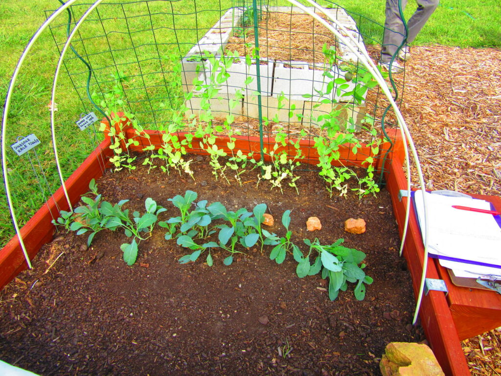 Image of raised bed vegetable garden