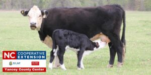 Cover photo for Monitoring Body Condition of the Beef Herd in Late Summer
