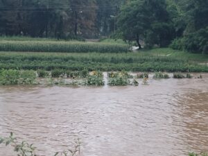 Flooded Vegetable Field