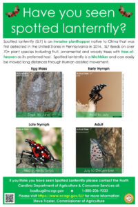 Cover photo for Have You Seen Spotted Lanternfly?