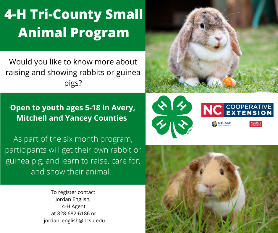 4-H Tri-County Small Animal Program flyer