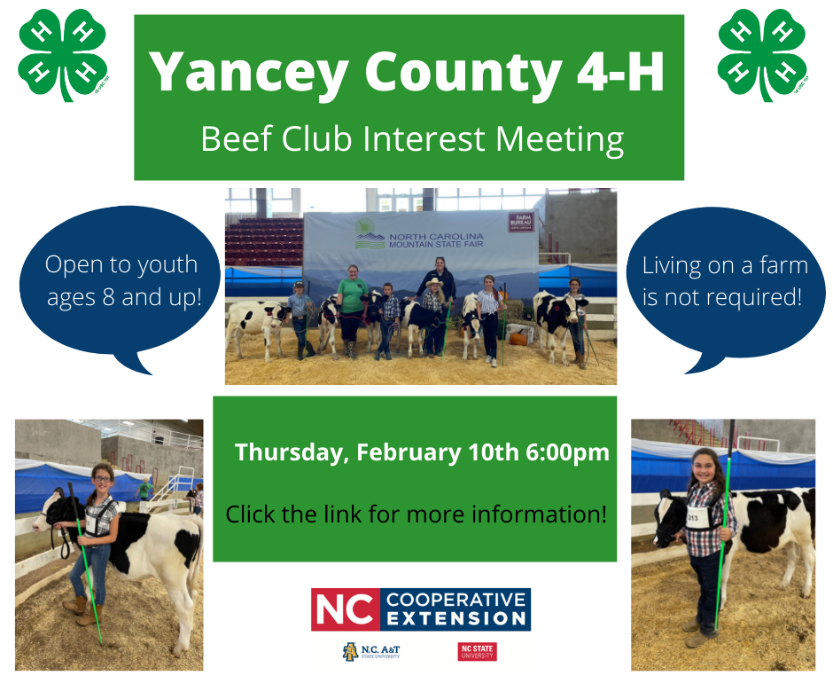 Yancey County 4-H Beef Club Interest Meeting flyer