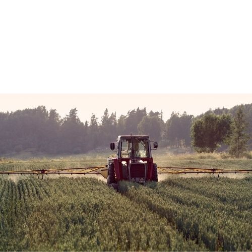 Tractor spraying a wheat field