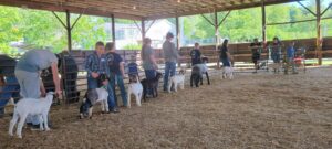 Children with goats in show ring