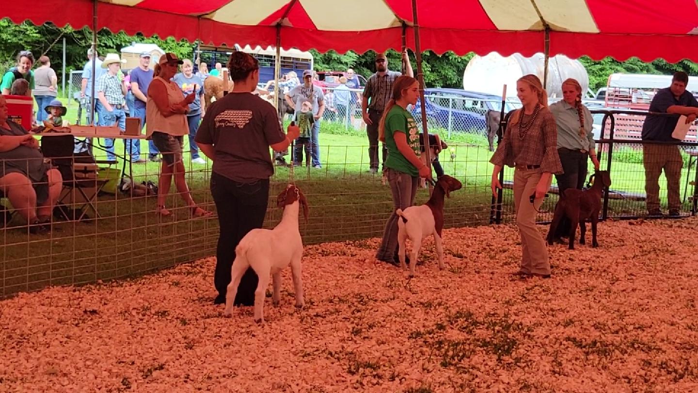 Youth participating in the 2022 Yancey County Junior Goat Showmanship Competition