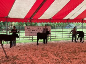 Cover photo for 1st Yancey County 4-H Youth Livestock Show a Success!
