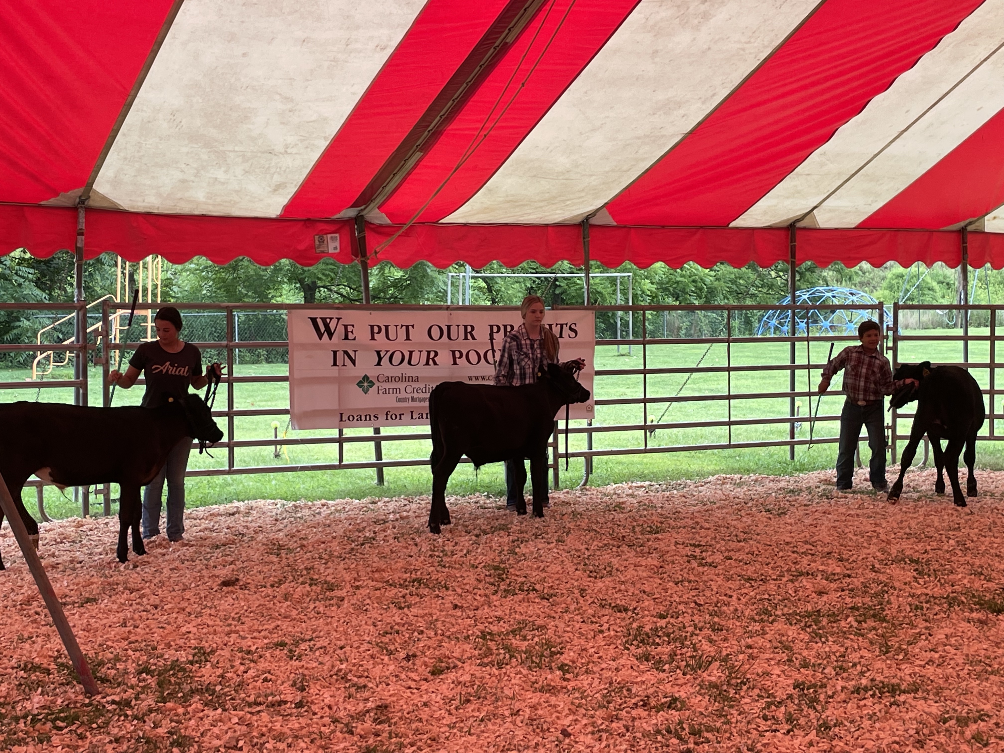 Youth participating in the 2022 Dairy Steer Showmanship Competition