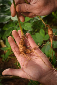 Ginseng plant in hand