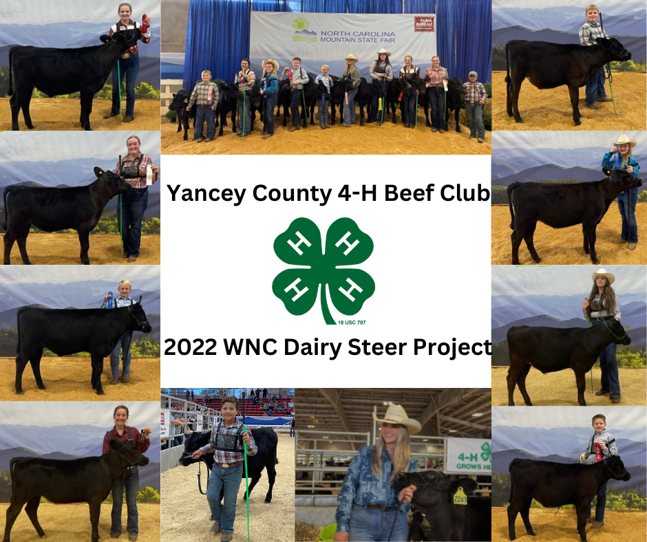A collage of 4-H youths with their dairy steers along with the Yancey County 4-H Beef Club logo.