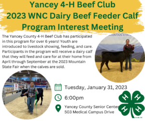 Cover photo for 2023 WNC Beef Feeder Calf Project