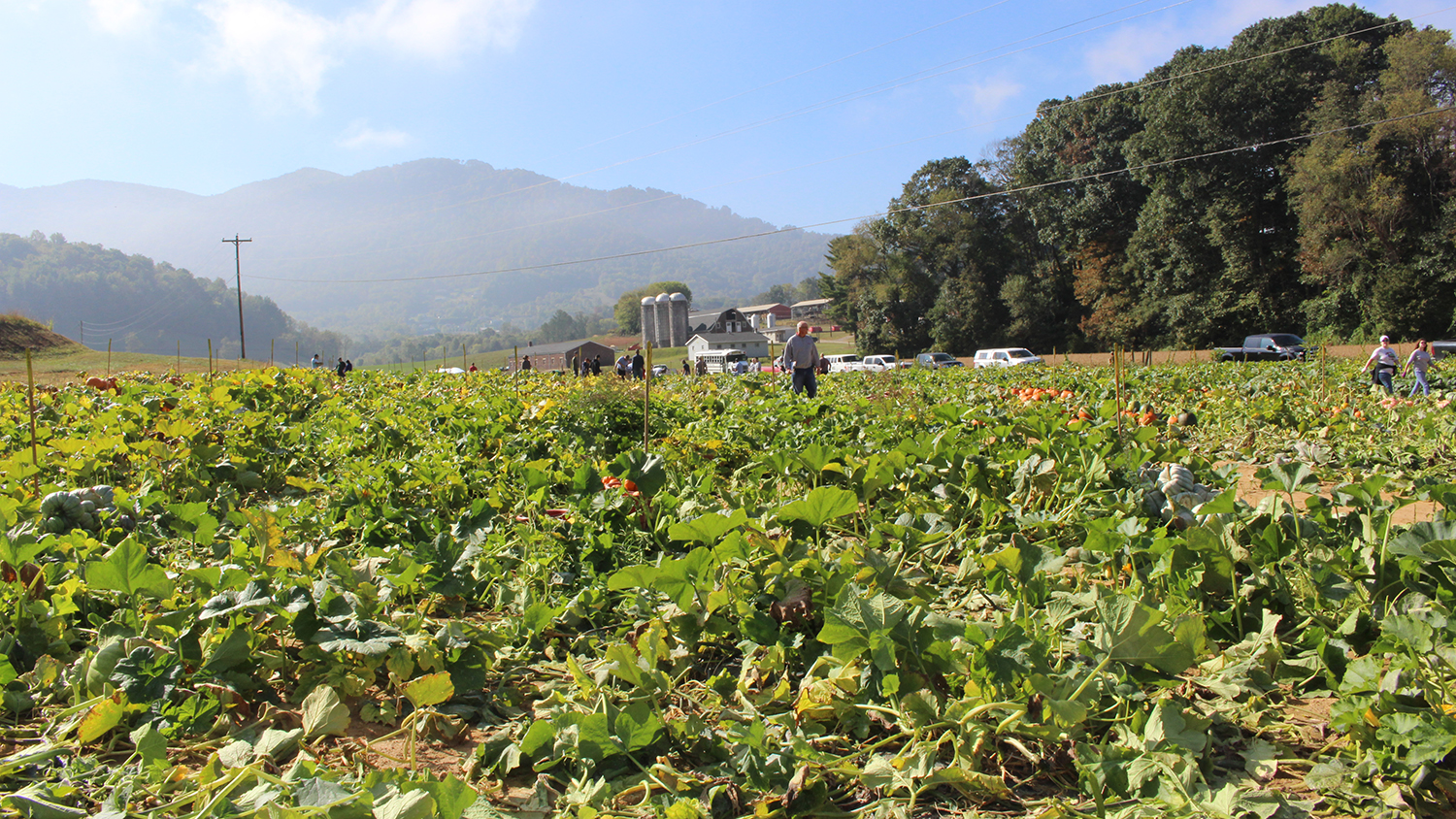 pumpkin field