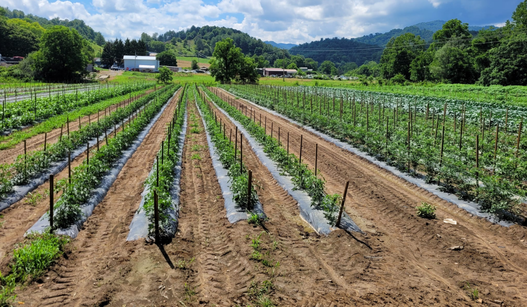 Vegetables growing in a field