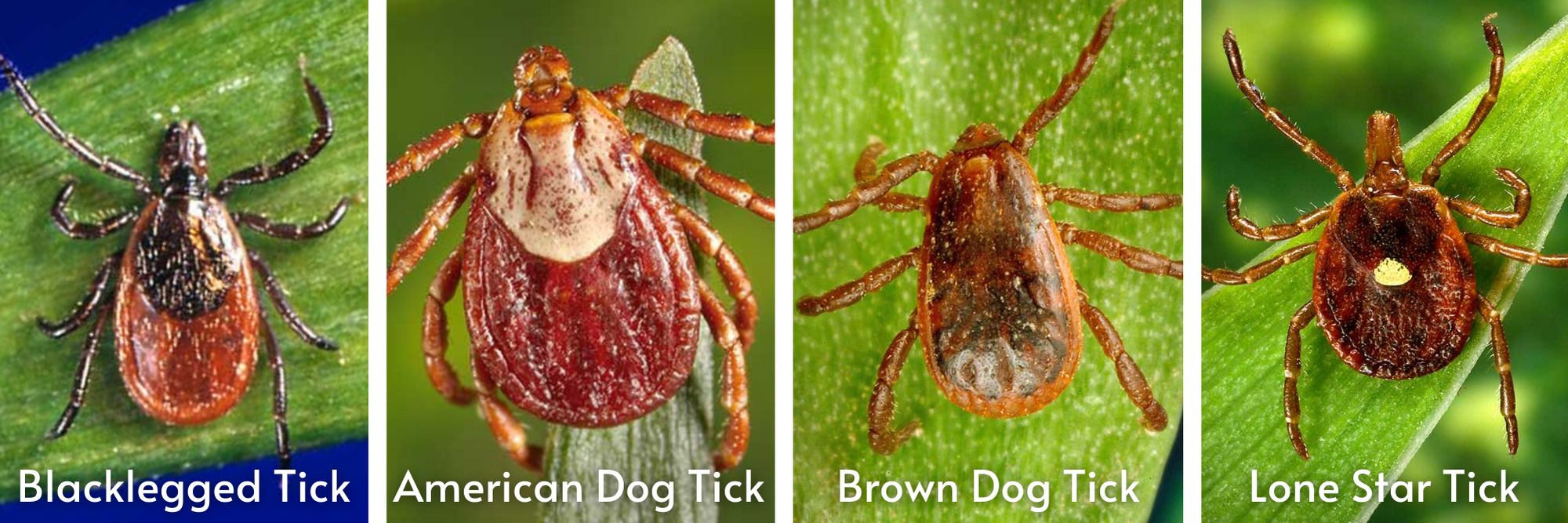 ticks