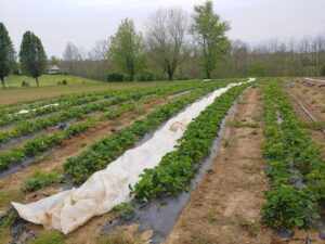 strawberry field