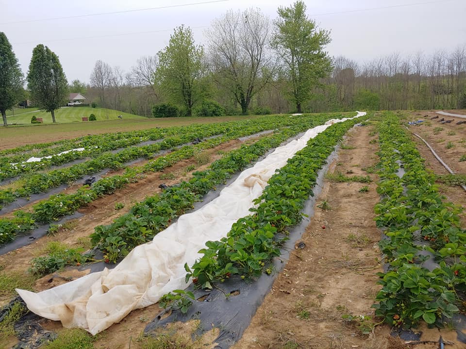 strawberries grown in black plastic mulch