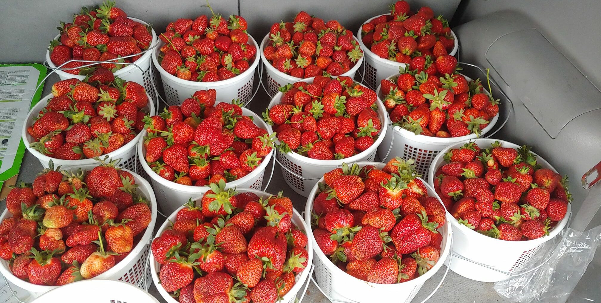 buckets of strawberries