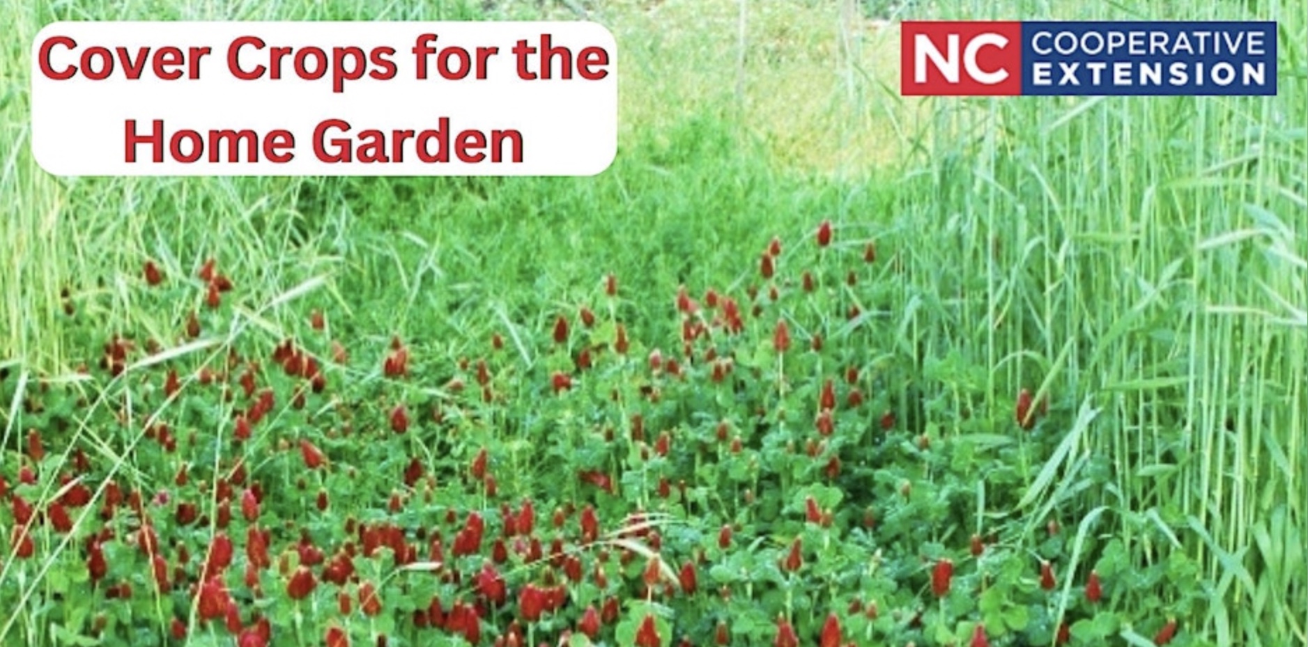 Cover Crops for the Home Garden