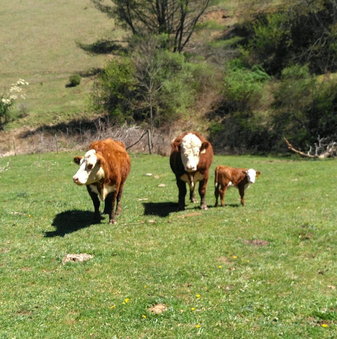 Cow, calf and bull
