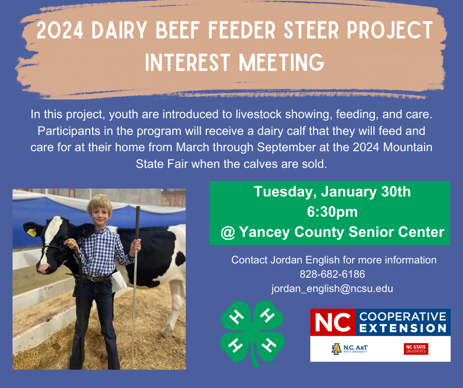2024 Dairy Beef Feeder Steer Project