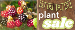 2025 Plant Sale on a wooden plank with brambles in the background