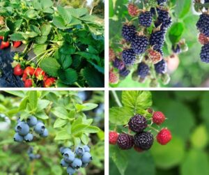 pictures of small fruits