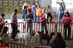 Cover photo for State 4-H Livestock Contests 2024