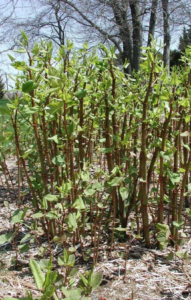 Japanese Knotweed