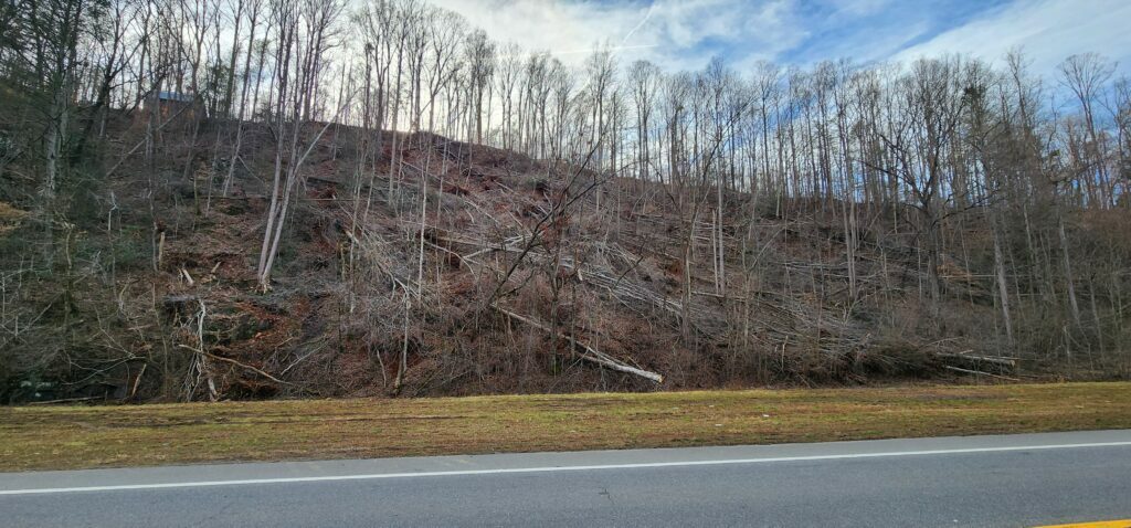 Fallen trees impacted by Hurricane Helene on the side of a hill.