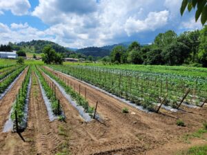 Vegetable Field