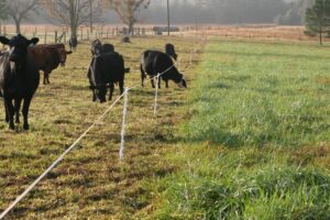 Cows Grazing in a field