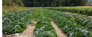 Field of Vegetables