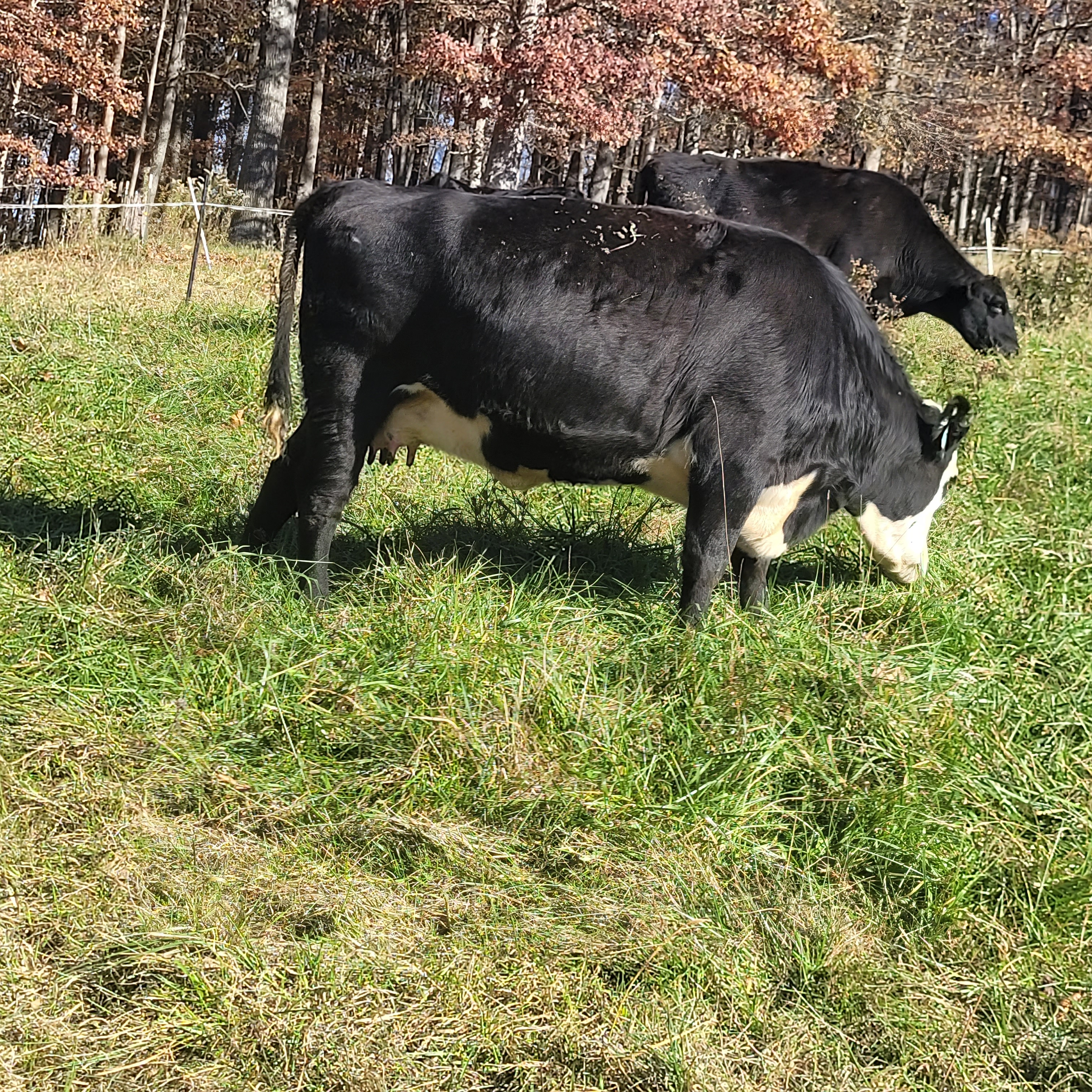 Baldy Heifer grazing fescue